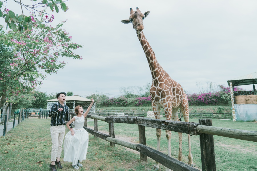 Taiwan Outdoor Pre-Wedding Photoshoot At Tainan Zoo  by Star  on OneThreeOneFour 4