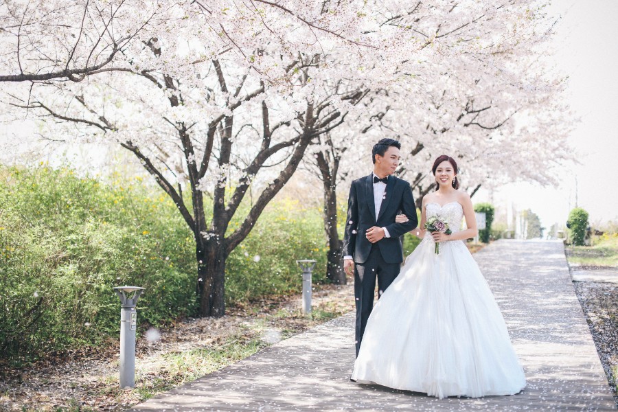 M: Korea Cherry Blossom Pre-Wedding Photoshoot At Seoul Forest With During Spring by Beomsoo  on OneThreeOneFour 2