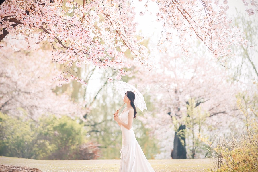 The Face Studio Cherry Blossoms Sample - Korean Studio Prewedding by The Face Studio on OneThreeOneFour 5