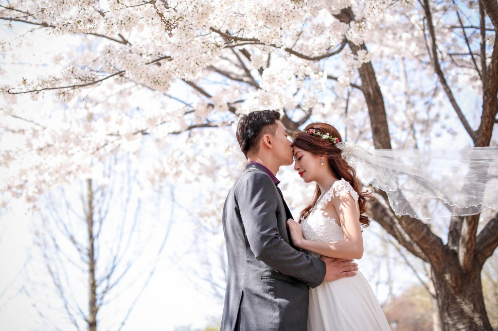 Korea Cherry Blossom Pre-Wedding Photoshoot At Seoul Forest  by Beomsoo on OneThreeOneFour 8