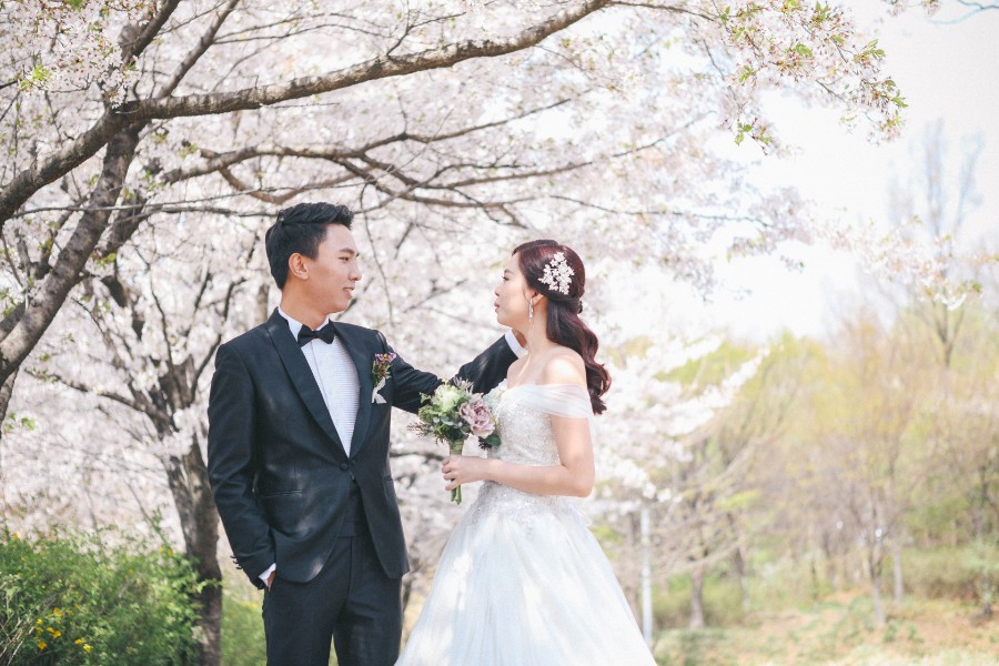 M: Korea Cherry Blossom Pre-Wedding Photoshoot At Seoul Forest With During Spring by Beomsoo  on OneThreeOneFour 7