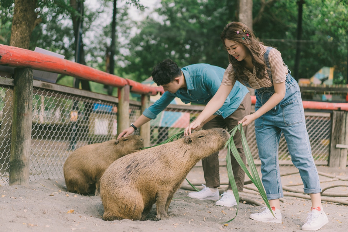 Taiwan Pre-Wedding Photoshoot Pier Blue Skies Animal Farm Flamingos Capybaras Llamas Autumn Leaves by  on OneThreeOneFour 17