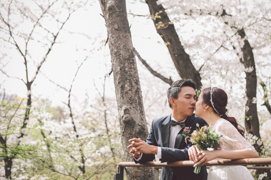 M: Korea Cherry Blossom Pre-Wedding Photoshoot At Seoul Forest With During Spring by Beomsoo  on OneThreeOneFour 22
