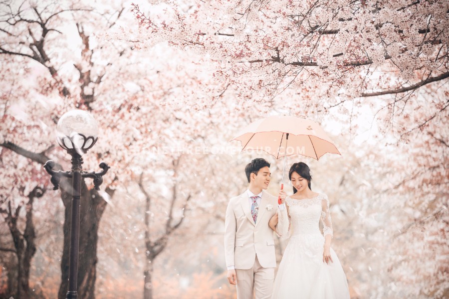 The Face Studio Cherry Blossoms Sample - Korean Studio Prewedding by The Face Studio on OneThreeOneFour 1