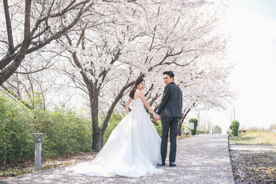 M: Korea Cherry Blossom Pre-Wedding Photoshoot At Seoul Forest With During Spring by Beomsoo  on OneThreeOneFour 11