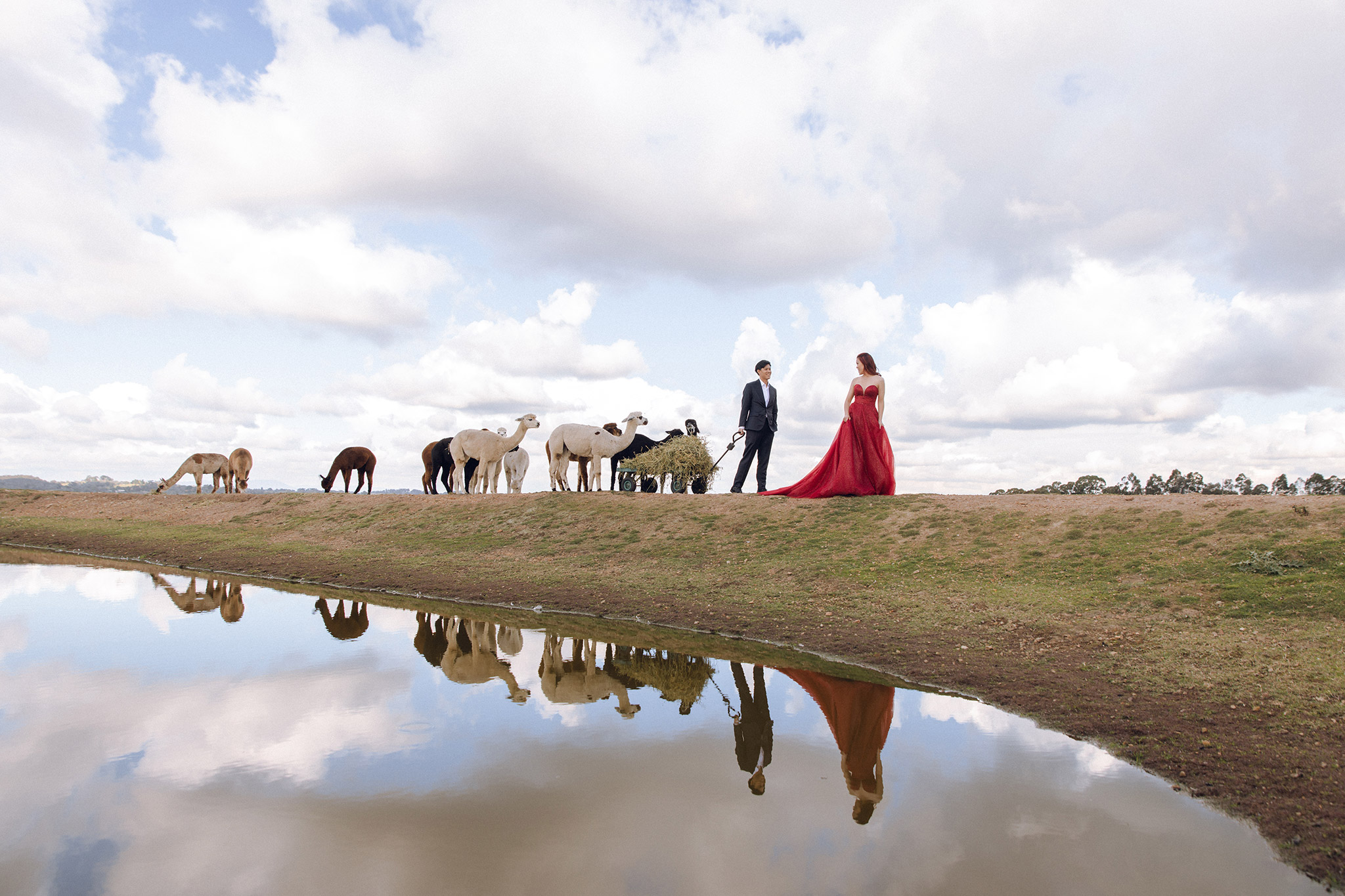 Melbourne Pre-Wedding Photoshoot at Alpaca Farm, Carlton Gardens & Brighton Beach by Freddie on OneThreeOneFour 8