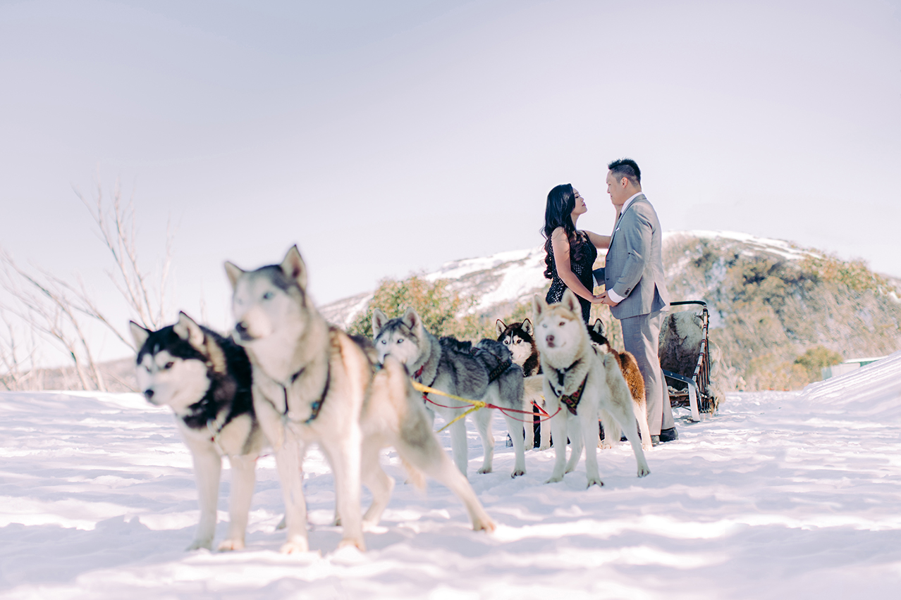 Winter Pre-Wedding Photoshoot with Huskies in Melbourne  by Freddie on OneThreeOneFour 0