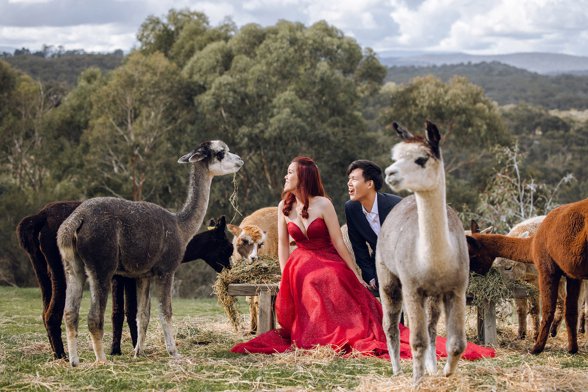 Melbourne Pre-Wedding Photoshoot at Alpaca Farm, Carlton Gardens & Brighton Beach by Freddie on OneThreeOneFour 10