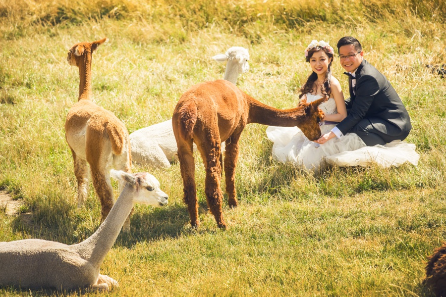New Zealand Pre-Wedding Photoshoot At Christchurch, Lake Pukaki And Alpaca Farm  by Xing on OneThreeOneFour 37