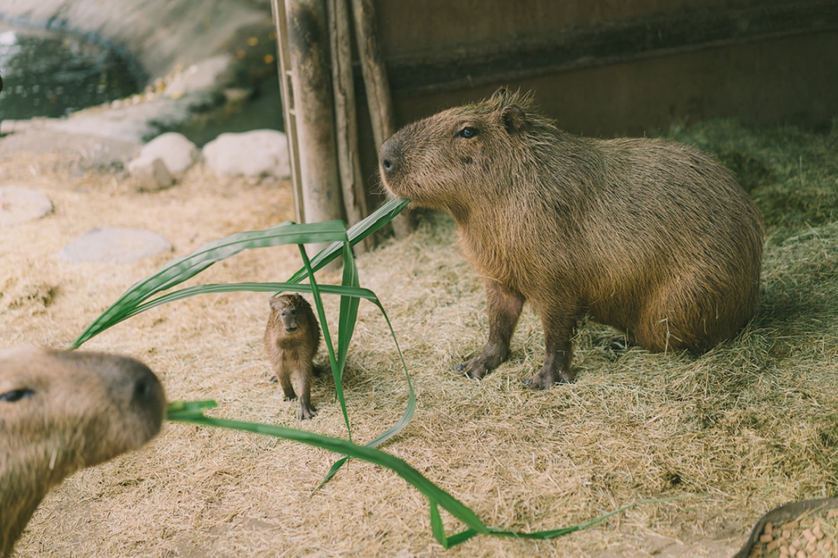 Taiwan Pre-Wedding Photoshoot Pier Blue Skies Animal Farm Flamingos Capybaras Llamas Autumn Leaves by  on OneThreeOneFour 19