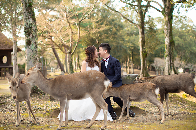 wedding photoshoot nara deer park