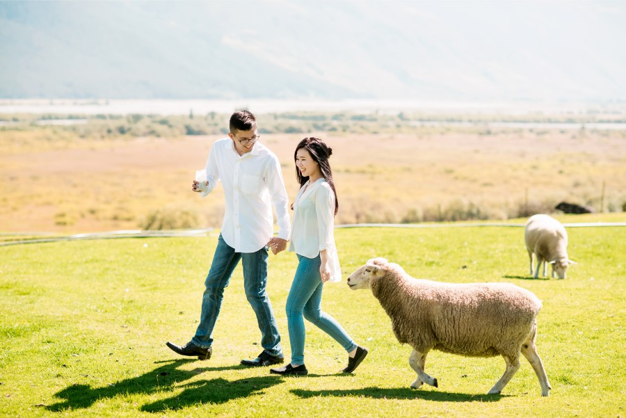 New Zealand Starry Night Prewedding Photoshoot with Alpaca Farm  by Mike on OneThreeOneFour 39