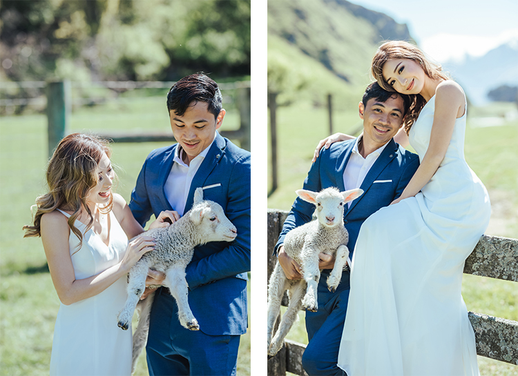 new zealand wedding photoshoot sheep farm