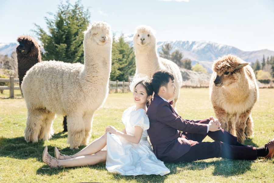 紐西蘭婚紗拍攝 - 櫻花景、草泥馬公園攝影、雪山 by Fei on OneThreeOneFour 9
