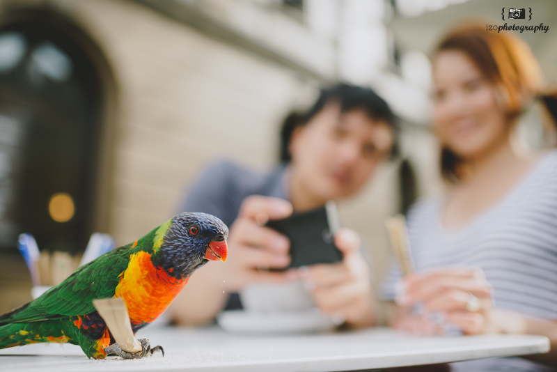 Pre-Wedding Session at Sydney | Perth Wedding Photographer by iZO Photography on OneThreeOneFour 19