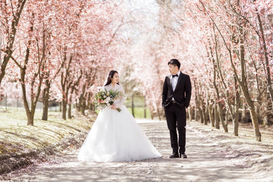 New Zealand Pre-Wedding Photoshoot of P&J: Cherry blossoms, Alpaca farm, Snowy mountain by Fei on OneThreeOneFour 0