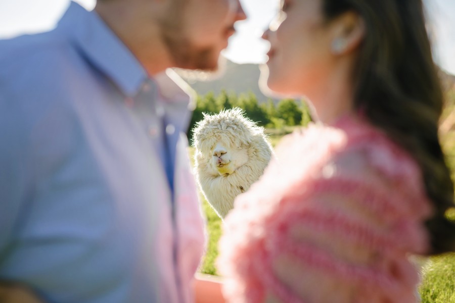 K&M: Dreamy pre-wedding in New Zealand at Coromandel Peak and alpaca farm during Lupin season  by Fei on OneThreeOneFour 18