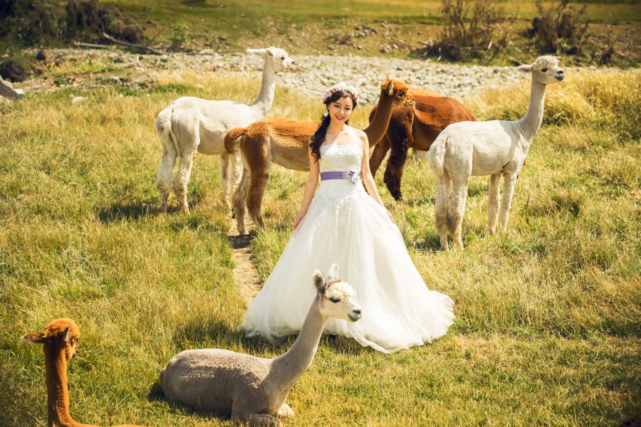 New Zealand Pre-Wedding Photoshoot At Christchurch, Lake Pukaki And Alpaca Farm  by Xing on OneThreeOneFour 40