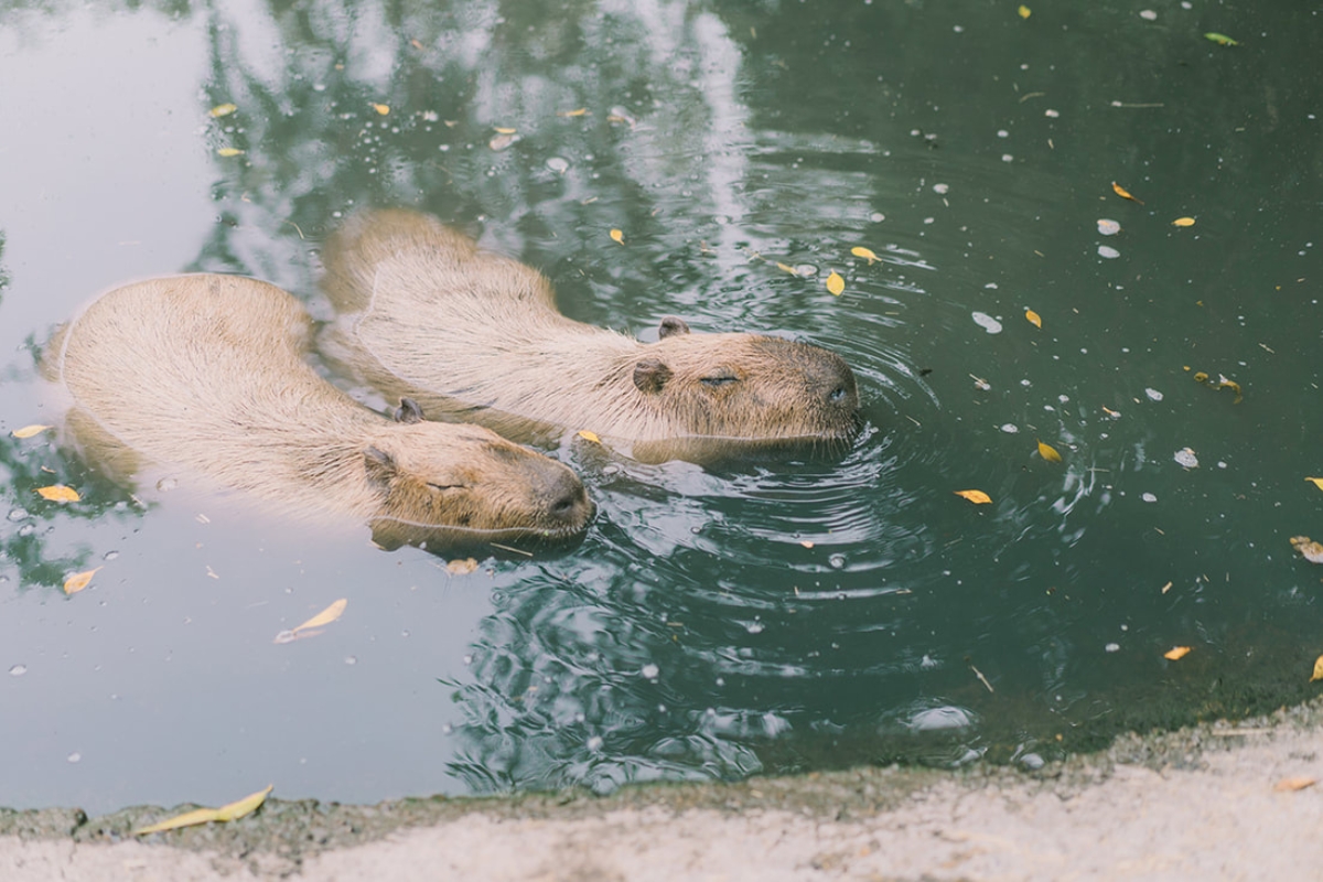 Taiwan Pre-Wedding Photoshoot Pier Blue Skies Animal Farm Flamingos Capybaras Llamas Autumn Leaves by  on OneThreeOneFour 21