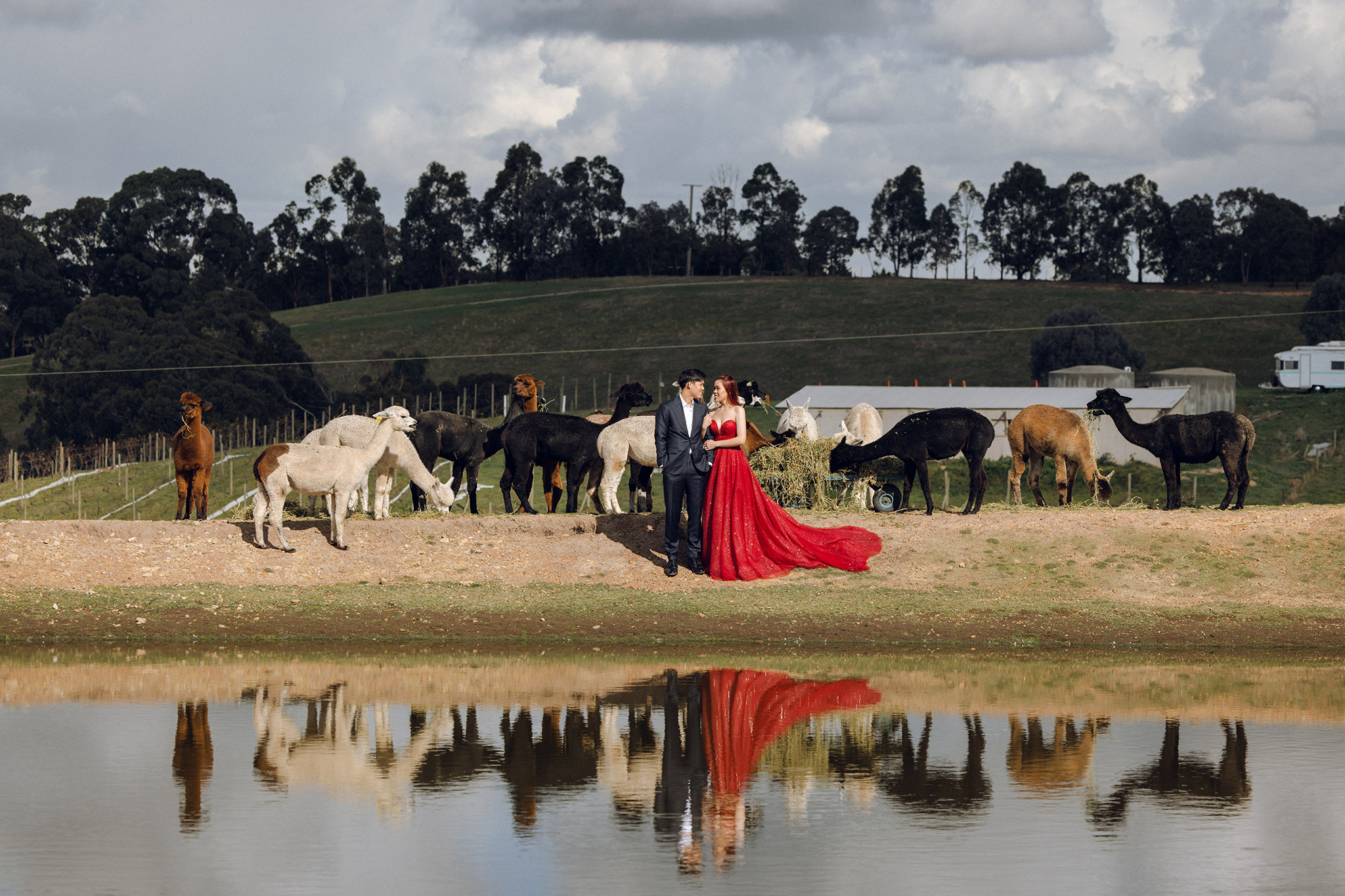 Melbourne Pre-Wedding Photoshoot at Alpaca Farm, Carlton Gardens & Brighton Beach by Freddie on OneThreeOneFour 5