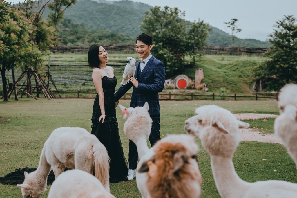 Pre-Wedding Photoshoot In Bangkok At Chinatown And Alpaca Hill Farm  by Por  on OneThreeOneFour 13