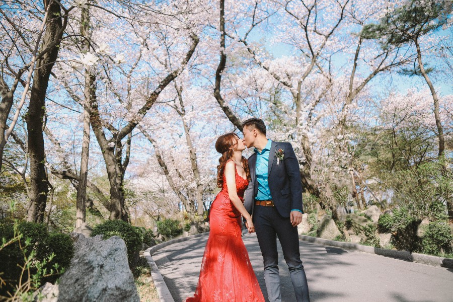 Korea Cherry Blossom Pre-Wedding Photoshoot At Seoul Forest  by Beomsoo on OneThreeOneFour 17