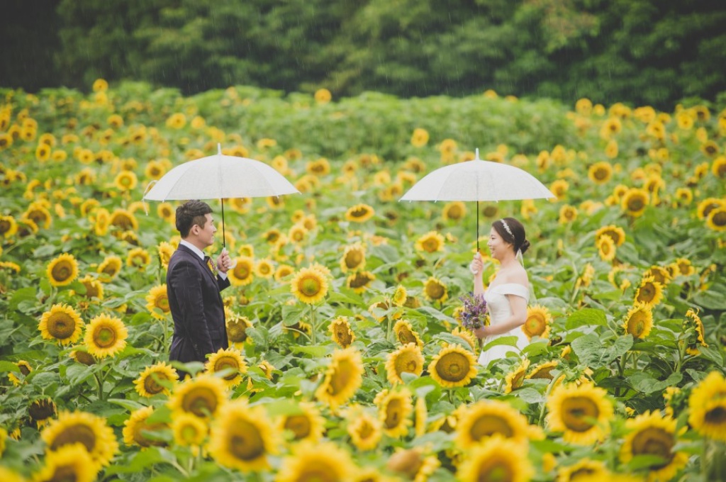 Korea Outdoor Pre-Wedding Photoshoot At Sunflower Field During Summer  by Ray  on OneThreeOneFour 1