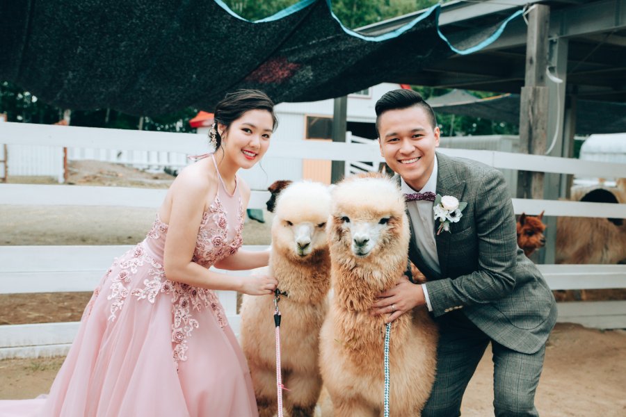J&XY: Summer pre-wedding photoshoot at Shikisai No Oka with alpaca by Kuma on OneThreeOneFour 9