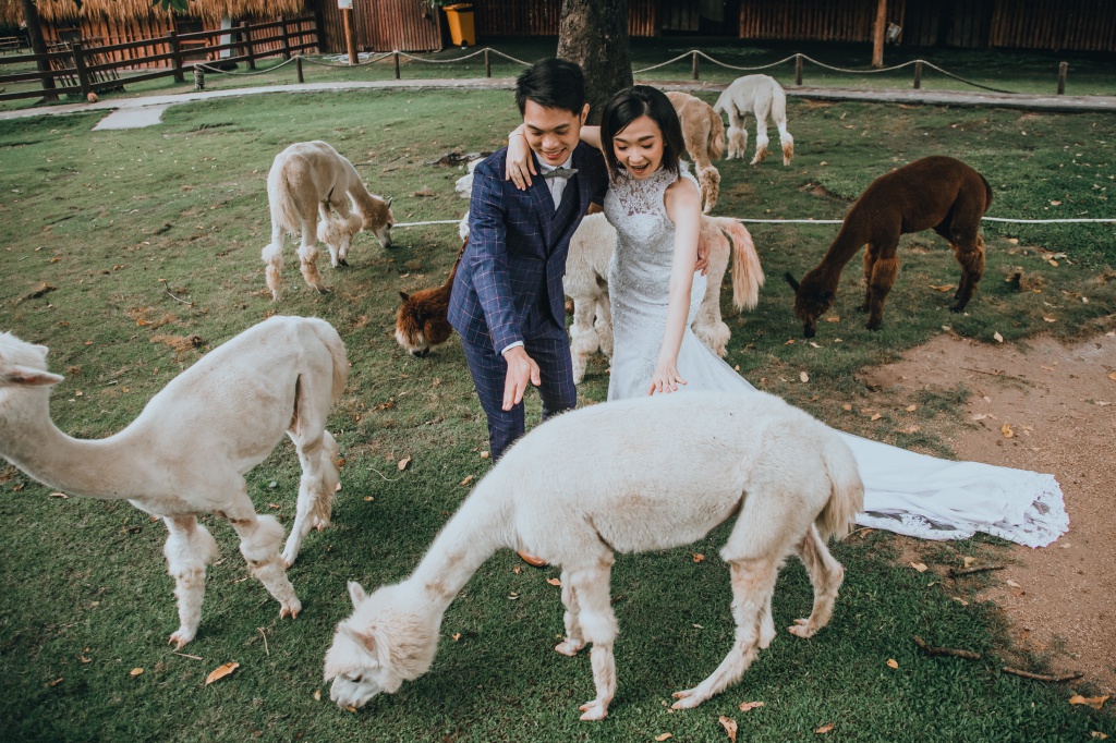 Pre-Wedding Photoshoot In Bangkok At Chinatown And Alpaca Hill Farm  by Por  on OneThreeOneFour 6