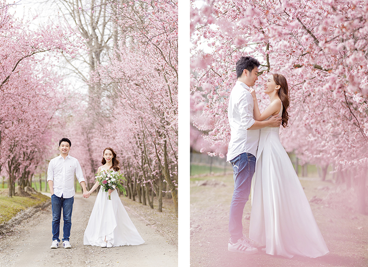 Pre-wedding photoshoot new zealand cherry blossoms