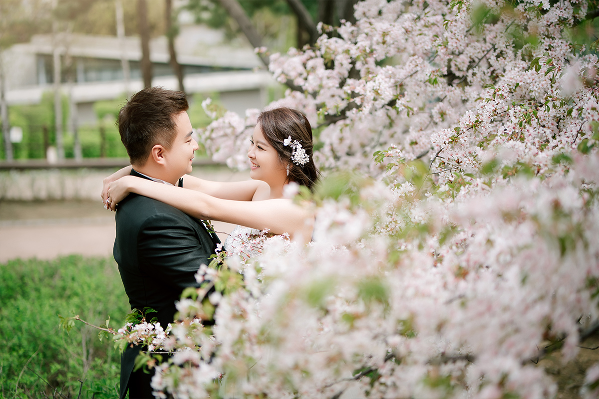 Cherry Kiss: Capturing Love Amidst Seoul's Cherry Blossoms by Jungyeol on OneThreeOneFour 9