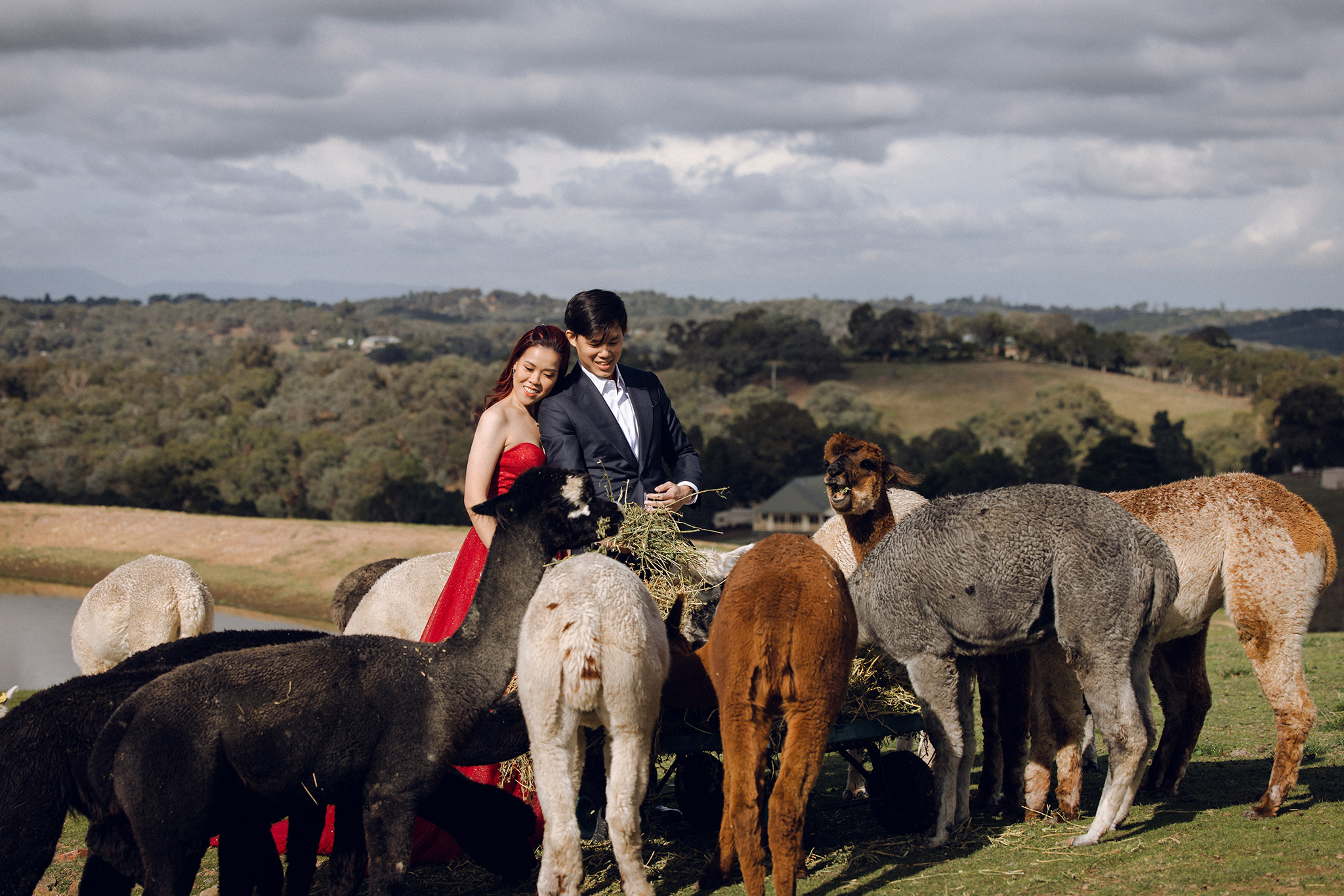 Melbourne Pre-Wedding Photoshoot at Alpaca Farm, Carlton Gardens & Brighton Beach by Freddie on OneThreeOneFour 2