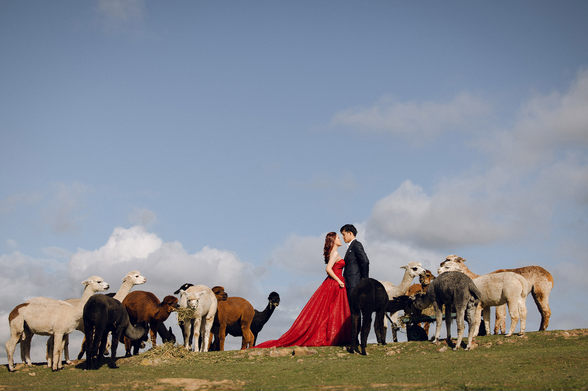 Melbourne Pre-Wedding Photoshoot at Alpaca Farm, Fitzroy Gardens & Brighton Beach by Freddie on OneThreeOneFour 1