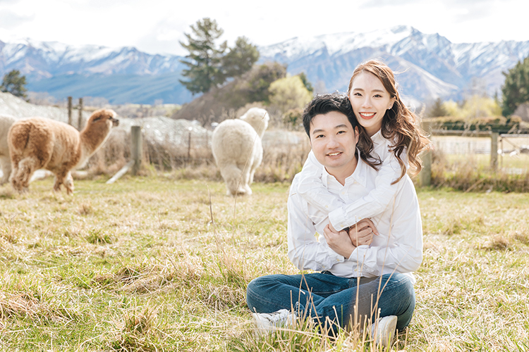 Pre-wedding photoshoot new zealand alpaca farm