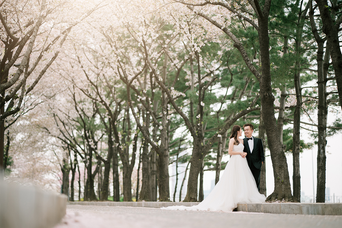 Cherry Kiss: Capturing Love Amidst Seoul's Cherry Blossoms by Jungyeol on OneThreeOneFour 4