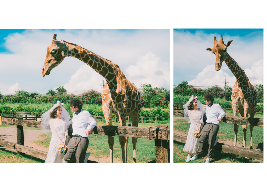 Taiwan Pre-Wedding Photoshoot At Tainan Zoo  by Star  on OneThreeOneFour 2