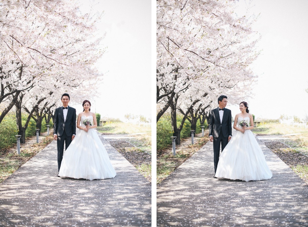 M: Korea Cherry Blossom Pre-Wedding Photoshoot At Seoul Forest With During Spring by Beomsoo  on OneThreeOneFour 3