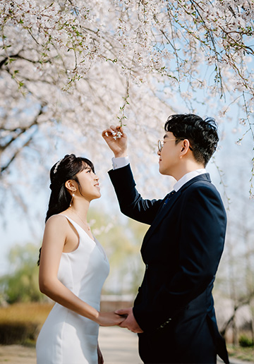 Cute Korea Pre-Wedding Photoshoot Under the Cherry Blossoms Trees
