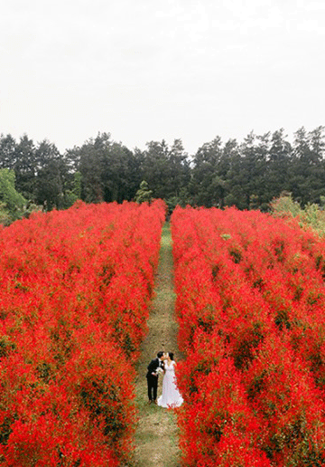 Korea Outdoor Pre-Wedding Photoshoot At Jeju Island During Spring