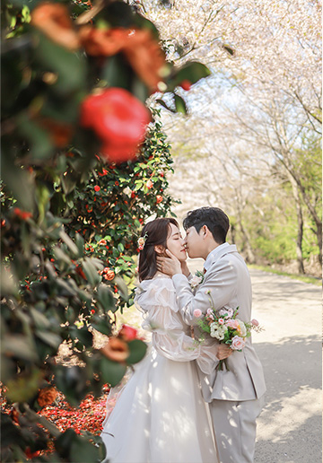 Pre-Wedding Photoshoot in Jeju Island amidst Cherry Blossoms, Canola Flowers, and Beach in Spring