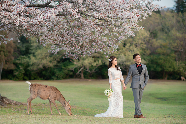 cherry blossoms wedding photoshoot nara deer park