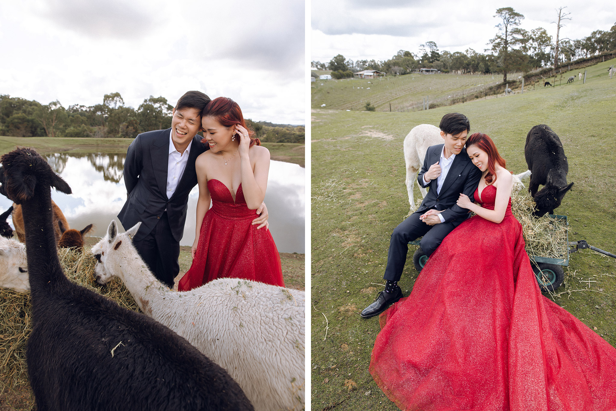 Melbourne Pre-Wedding Photoshoot at Alpaca Farm, Carlton Gardens & Brighton Beach by Freddie on OneThreeOneFour 9
