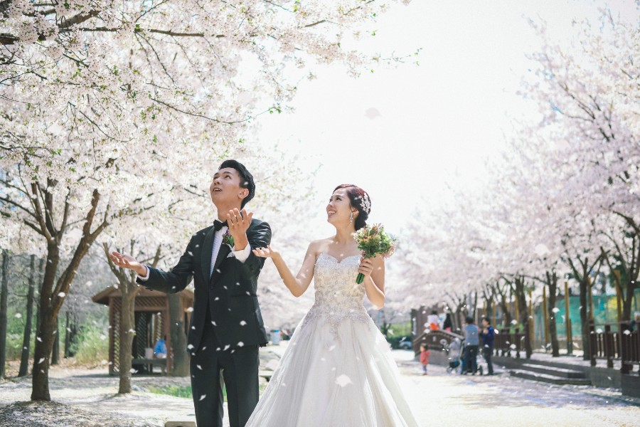 M: Korea Cherry Blossom Pre-Wedding Photoshoot At Seoul Forest With During Spring by Beomsoo  on OneThreeOneFour 13