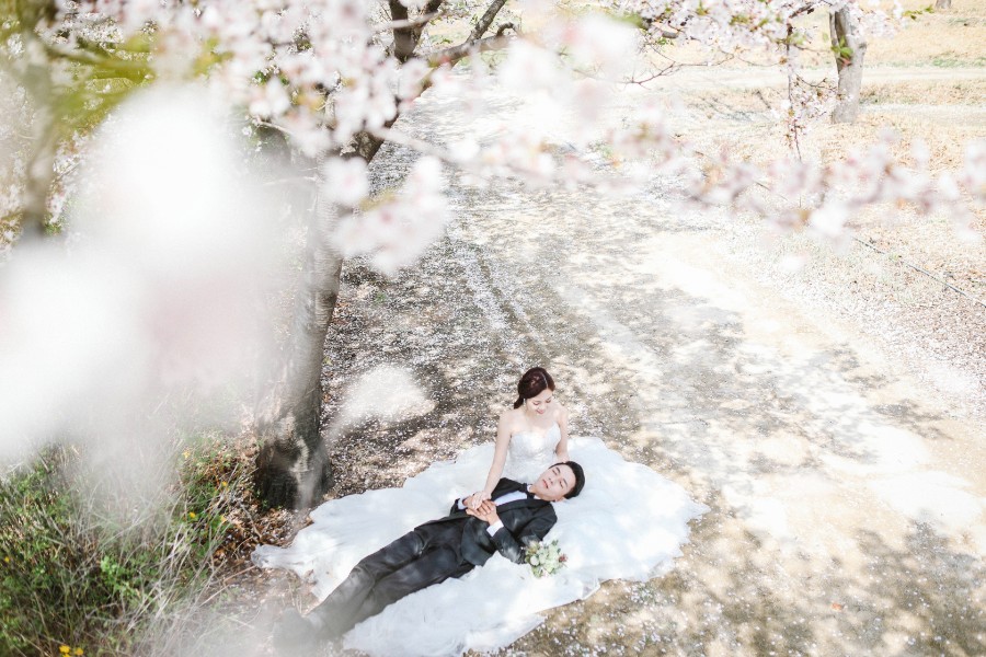 M: Korea Cherry Blossom Pre-Wedding Photoshoot At Seoul Forest With During Spring by Beomsoo  on OneThreeOneFour 6