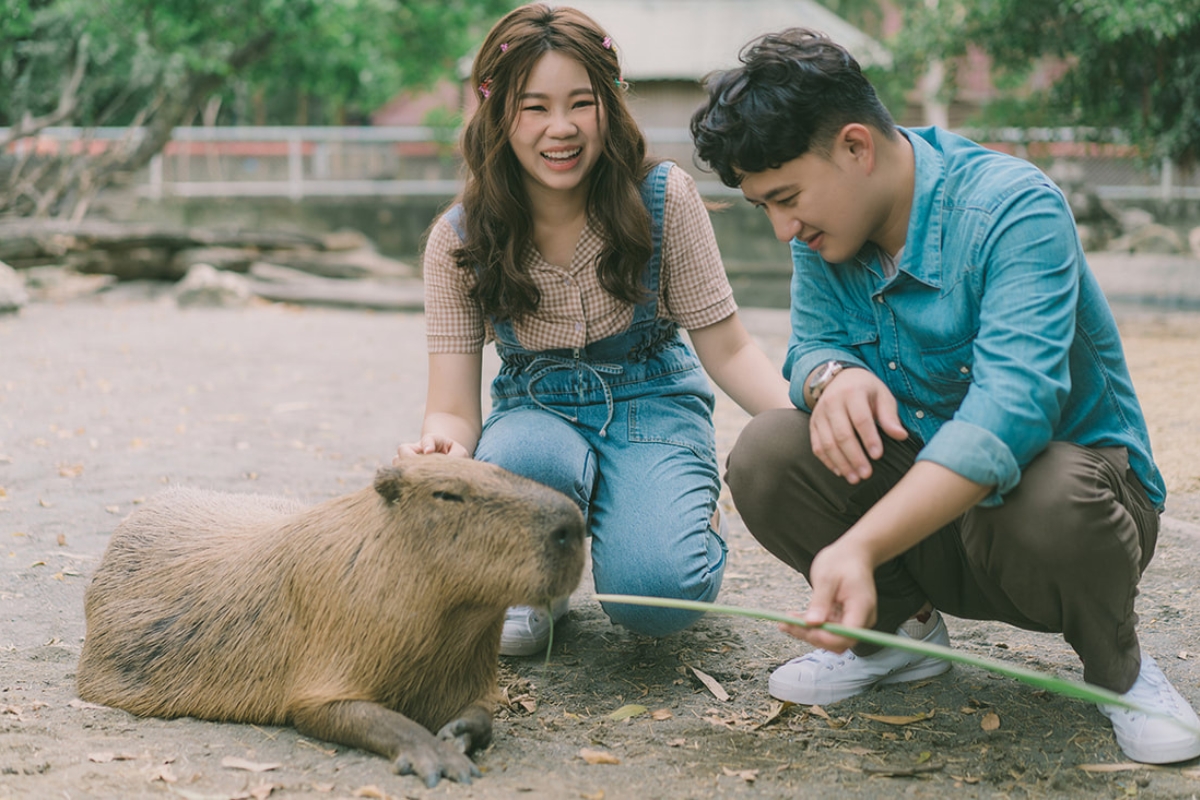 Taiwan Pre-Wedding Photoshoot Pier Blue Skies Animal Farm Flamingos Capybaras Llamas Autumn Leaves by  on OneThreeOneFour 20