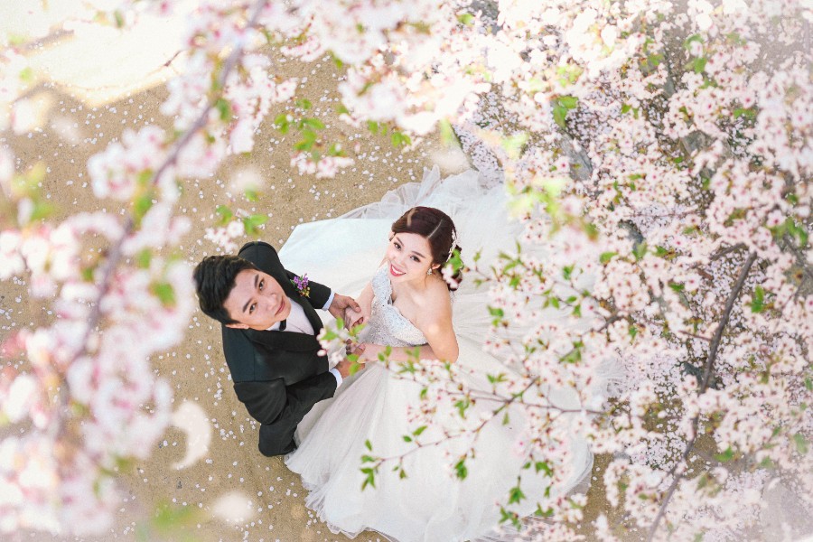 M: Korea Cherry Blossom Pre-Wedding Photoshoot At Seoul Forest With During Spring by Beomsoo  on OneThreeOneFour 0