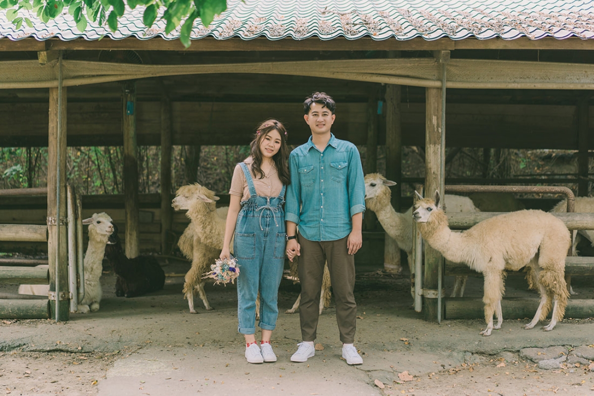 Taiwan Pre-Wedding Photoshoot Pier Blue Skies Animal Farm Flamingos Capybaras Llamas Autumn Leaves by  on OneThreeOneFour 24