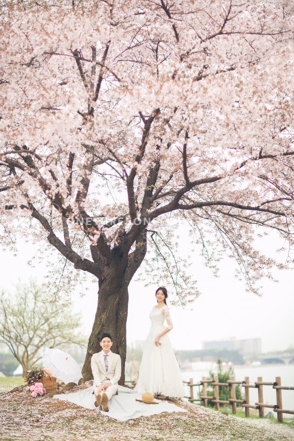 The Face Studio Cherry Blossoms Sample - Korean Studio Prewedding by The Face Studio on OneThreeOneFour 8