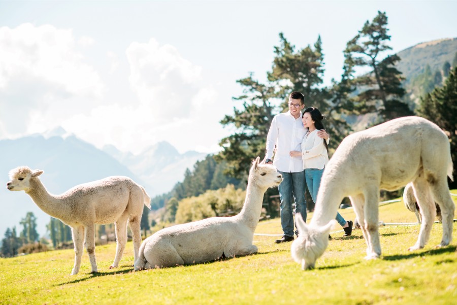 New Zealand Starry Night Prewedding Photoshoot with Alpaca Farm  by Mike on OneThreeOneFour 36