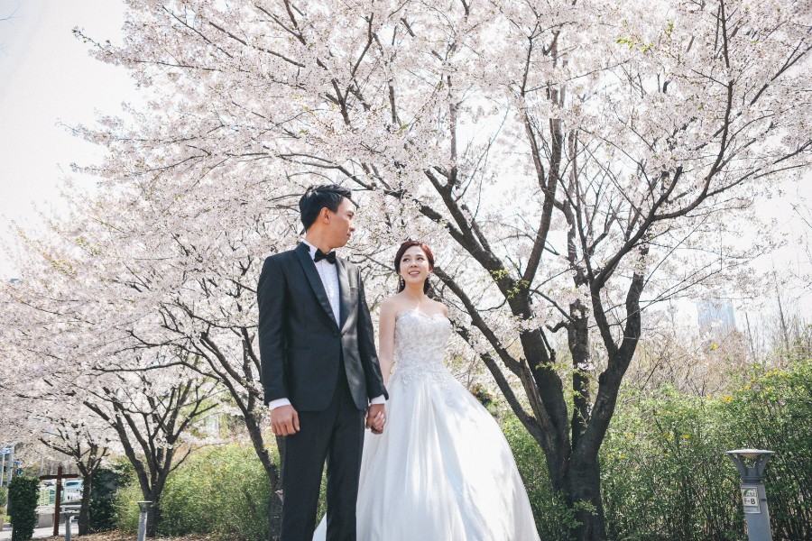 M: Korea Cherry Blossom Pre-Wedding Photoshoot At Seoul Forest With During Spring by Beomsoo  on OneThreeOneFour 10